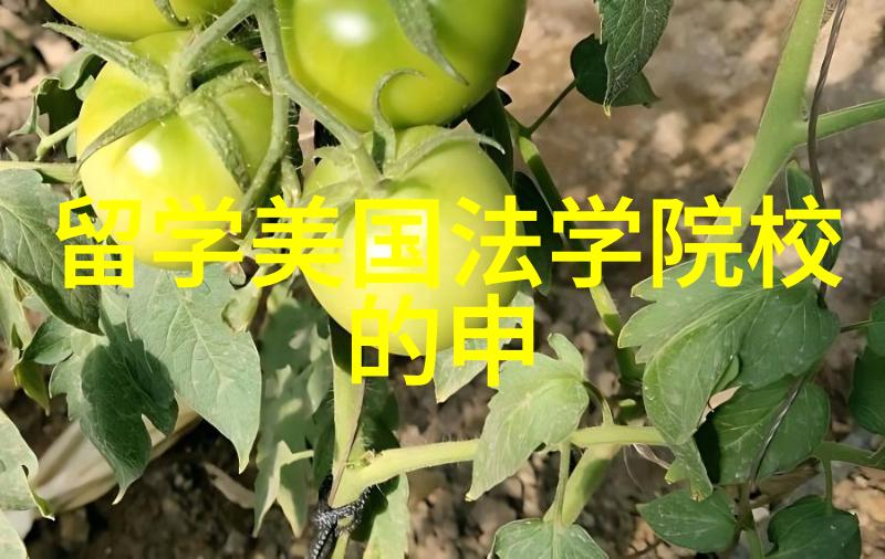 论波士顿大学与国内院校的实力对标及留学申请条件